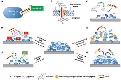 Combination Strategies to Enhance the Efficacy of Antimicrobial Peptides against Bacterial Biofilms